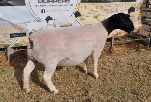 LOT 22 1 X DORPER OOI/EWE - T5 Mickey Phillips