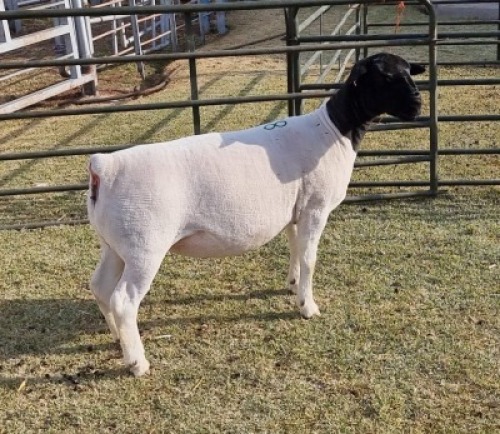 LOT 38 1 X DORPER OOI/EWE - T5 Mickey Phillips