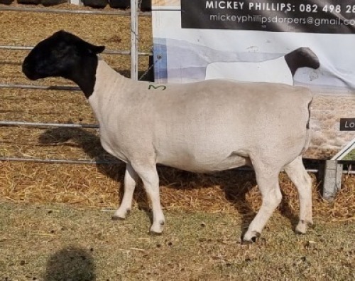 LOT 39 1 X DORPER OOI/EWE - T5 Mickey Phillips