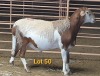 LOT 50 1X MEATMASTER RAM OSVLEY MEATMASTERS