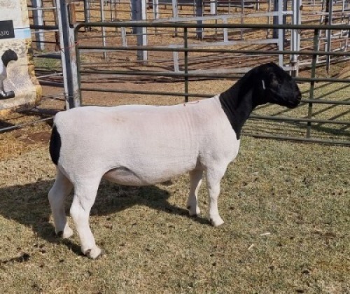 LOT 12 1 X DORPER OOI/EWE - KUDDE/FLOCK Hendri van Wyk Senior