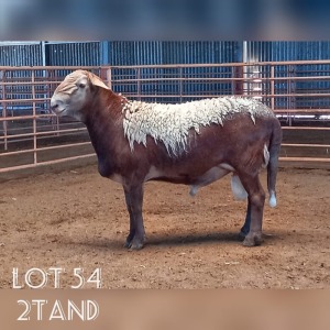 LOT 54 1X MEATMASTER RAM DRIEKOP MEATMASTERS