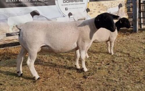 LOT 59 1 X DORPER OOI/EWE - T5 Mickey Phillips