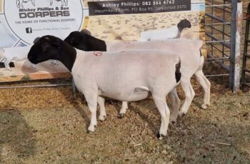 LOT 60 2 X DORPER OOI/EWE - KUDDE/FLOCK (PER PIECE TO TAKE THE LOT)