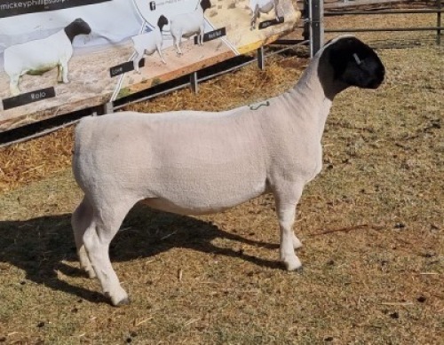 LOT 13 1 X DORPER OOI/EWE - T5 Hendri van Wyk Senior