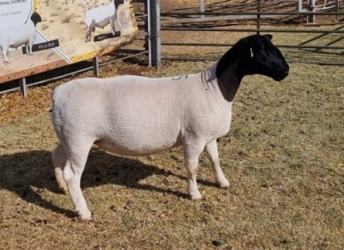 LOT 15 1 X DORPER OOI/EWE - KUDDE/FLOCK Hendri van Wyk Senior