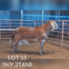 LOT 53 1X MEATMASTER RAM DRIEKOP MEATMASTERS
