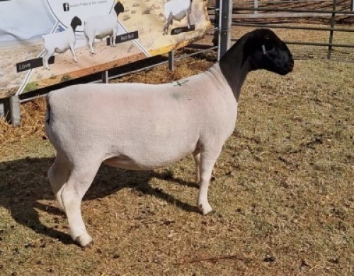 LOT 14 1 X DORPER OOI/EWE - T5 Hendri van Wyk Senior