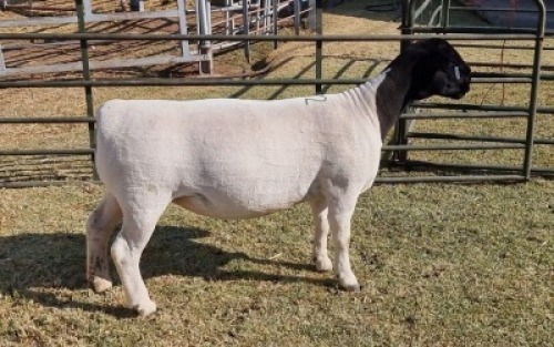 LOT 32 1 X DORPER OOI/EWE - T5 Hendri van Wyk Senior