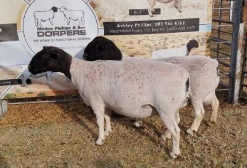LOT 56 2 X DORPER OOI/EWE - T5 Mickey Phillips (PER PIECE TO TAKE THE LOT)