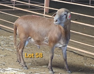 LOT 58 1X MEATMASTER RAM OSVLEY MEATMASTERS