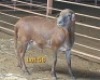 LOT 58 1X MEATMASTER RAM OSVLEY MEATMASTERS