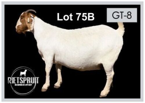 1 X BOERBOK/BOERGOAT - OOI/EWE