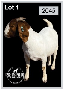 1 X BOERBOK/BOERGOAT - OOI/EWE