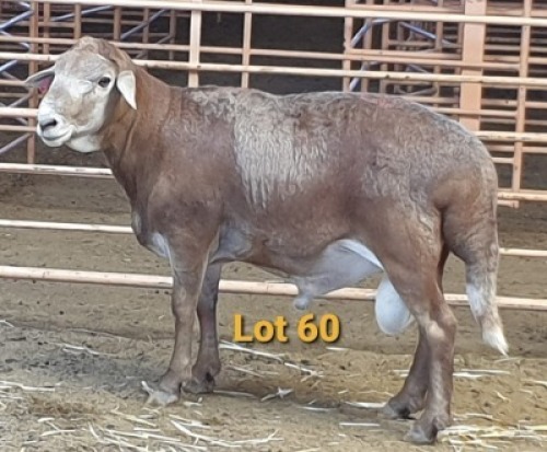 LOT 60 1X MEATMASTER RAM OSVLEY MEATMASTERS
