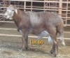 LOT 60 1X MEATMASTER RAM OSVLEY MEATMASTERS