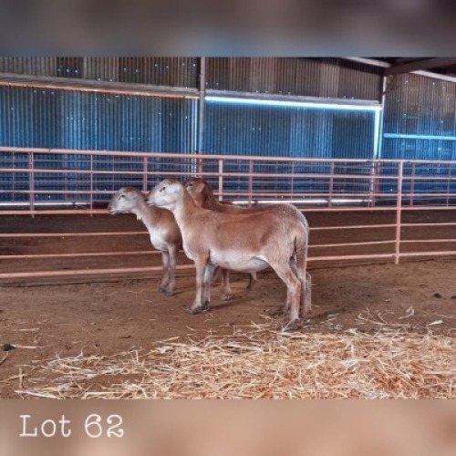 LOT 62 2X MEATMASTER OOI/EWE DRIEKOP MEATMASTERS (PER STUK OM LOT TE NEEM/PER PIECE TO TAKE THE LOT)