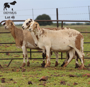 LOT 46 3X MEATMASTER OOI/EWE CHRISTOF GROBLER : 0837812076