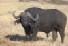 1 x Bul/Bull - 2