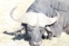 1 x Bul/Bull - 3