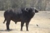 1 x Bul/Bull - 2