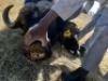 1 x Bul/Bull - 5