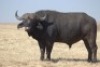 1 x Bul/Bull - 2