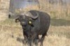 1 x Bul/Bull - 3