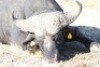 1 x Bul/Bull - 4