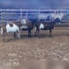 LOT 63 3X MEATMASTER OOI/EWE DRIEKOP MEATMASTERS (PER STUK OM LOT TE NEEM/PER PIECE TO TAKE THE LOT)