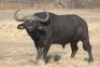 1 x Bul/Bull - 3