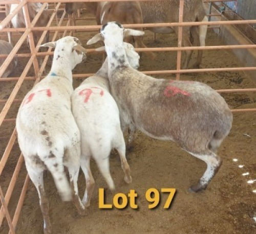 LOT 97 3X MEATMASTER OOI/EWE OSVLEY MEATMASTERS (PER STUK OM LOT TE NEEM/PER PIECE TO TAKE THE LOT)