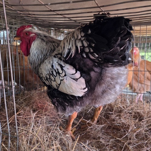 1 X SILVER LACED WYANDOTTE ROOSTER ERNST DE WITT