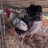 1 X SILVER LACED WYANDOTTE ROOSTER ERNST DE WITT