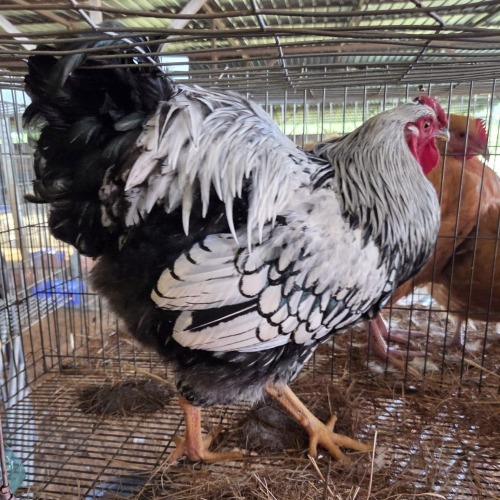1 X SILVER LACED WYANDOTTE ROOSTER ERNST DE WITT