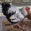 1 X SILVER LACED WYANDOTTE ROOSTER ERNST DE WITT