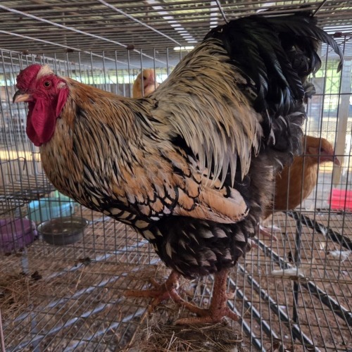 1 X SILVER LACED WYANDOTTE ROOSTER ERNST DE WITT