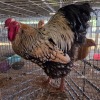 1 X SILVER LACED WYANDOTTE ROOSTER ERNST DE WITT