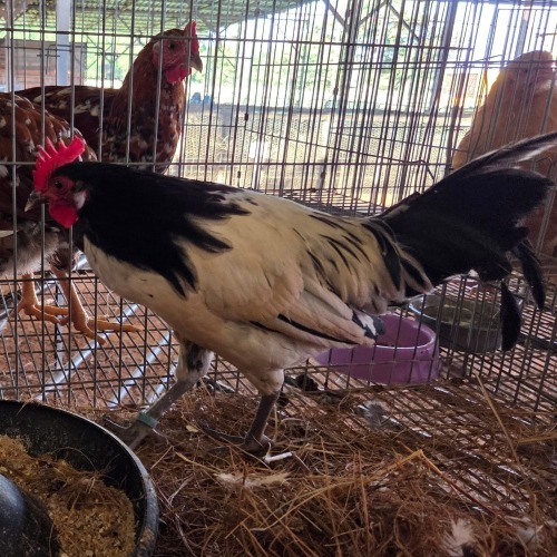 1 X LAKENVELDER BANTAM ROOSTER ERNST DE WITT