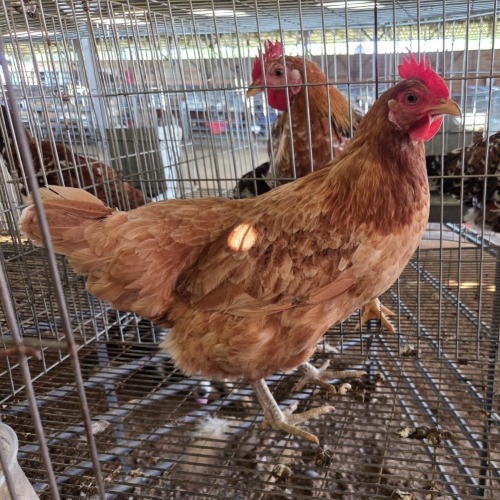 1 X FARM CHICKEN HEN ERNST DE WITT