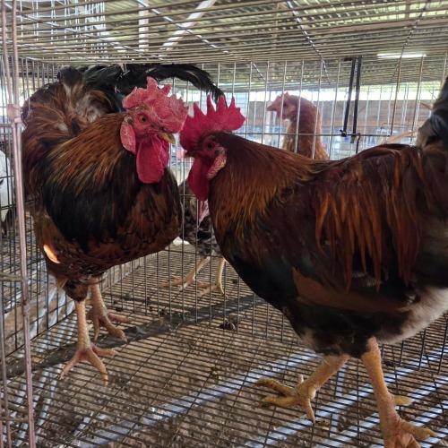 2 X BOSVELDER ROOSTER VAN WYK BOERDERY (Per animal to take the lot)