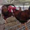2 X BOSVELDER ROOSTER VAN WYK BOERDERY (Per animal to take the lot)