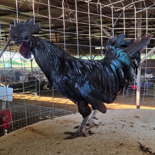 1 X SWART HOENDER ROOSTER VAN WYK BOERDERY