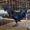 1 X SWART HOENDER ROOSTER VAN WYK BOERDERY