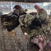 5 X SPLASH ORPINGTON ROOSTER & HEN S. VAN HYSSTEEN (Per animal to take the lot)