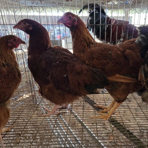 5 X FARM CHICKEN ROOSTER & HEN S. VAN HYSSTEEN (Per animal to take the lot)