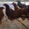5 X FARM CHICKEN ROOSTER & HEN S. VAN HYSSTEEN (Per animal to take the lot)