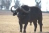 1 x Bul/Bull - 3