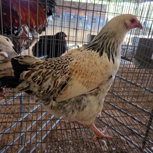 3 X FARM CHICKEN ROOSTER & HEN S. VAN HYSSTEEN (Per animal to take the lot)