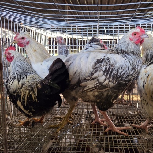 4 X FARM CHICKEN ROOSTER S. VAN HYSSTEEN (Per animal to take the lot)